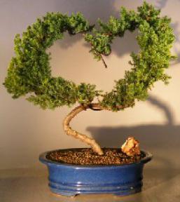 Juniper Bonsai Tree - Heart Shaped<br><i>(juniper procumbens nana)</i>