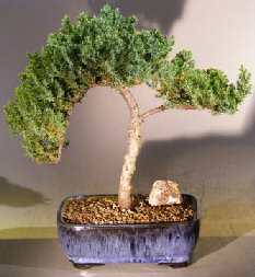 Juniper Bonsai Tree - Trained<br><i>(juniper procumbens 'nana')</i>