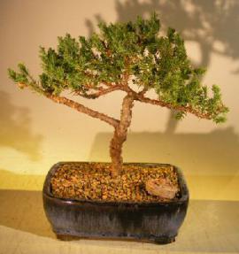 Juniper Bonsai Tree - Trained<br><i>(juniper procumbens 'nana')</i>