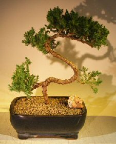 Juniper Bonsai Tree - Trained<br><i>(juniper procumbens 'nana')</i>