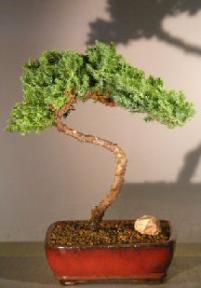 Juniper Bonsai Tree - Trained <br><i></i>(juniper procumbens nana) 