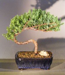 Juniper Bonsai Tree - Trained<br><i></i>(juniper procumbens 'nana')