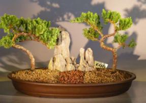 Juniper Bonsai Tree - Double Planting<br>(juniper procumbens 'nana'
