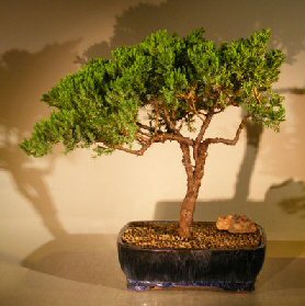 Juniper Bonsai Tree - Trained<br><i>(juniper procumbens nana)</i>