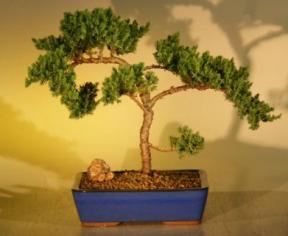 Juniper Bonsai Tree<br><i>(juniper procumbens nana)</i>