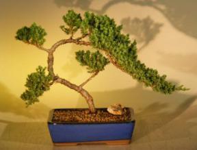 Juniper Bonsai Tree<br><i>(juniper procumbens nana)</i>