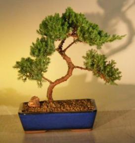 Juniper Bonsai Tree<br><i>(juniper procumbens nana)</i>