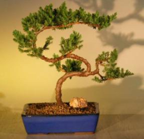 Juniper Bonsai Tree<br><i>(juniper procumbens nana)</i>