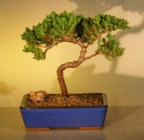 Juniper Bonsai Tree<br><i>(juniper procumbens nana)</i>