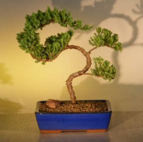 Juniper Bonsai Tree<br><i>(juniper procumbens nana)</i>