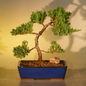 Juniper Bonsai Tree<br><i>(juniper procumbens nana)</i>