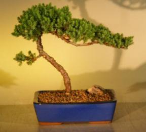 Juniper Bonsai Tree<br><i>(juniper procumbens nana)</i>