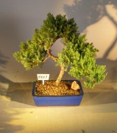 Juniper Bonsai Tree<br><i>(juniper procumbens nana)</i>