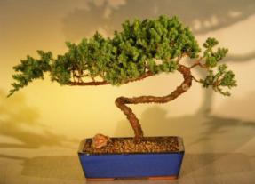 Juniper Bonsai Tree<br><i>(juniper procumbens nana)</i>