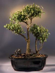 Ficus Too Little<br><i>(ficus benjamina 'too little')</i>