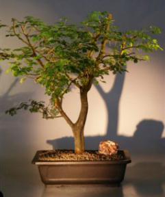 Flowering Brazilian Raintree Bonsai Tree <br><i>(pithecellobium tortum)</i>