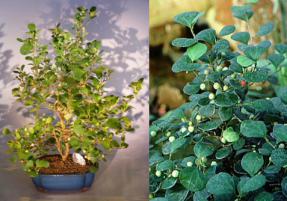 Mistletoe Fig Bonsai Tree<br><i>(ficus diversifolia)</i>