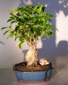 Ginseng Ficus Bonsai Tree<br><i>(ficus retusa)</i>