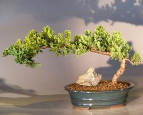 Juniper Bonsai Tree<br><i>(juniper procumbens nana)</i>