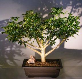 Hawaiian Umbrella Bonsai Tree<br><i>(arboricola schefflera)</i>