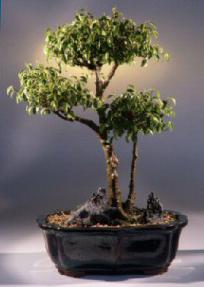 Ficus Too Little<br><i>(ficus benjamina 'too little')</i>