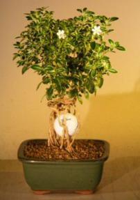 Flowering Mount Fuji Serissa With Golf Ball Style<br><i>(serissa foetida)</i>