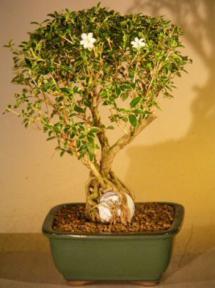 Flowering Mount Fuji Serissa With Golf Ball Style<br><i>(serissa foetida)