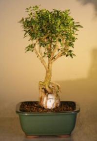 Flowering Mount Fuji Serissa  - With Golf Ball<br><i>(serissa foetida)</i>