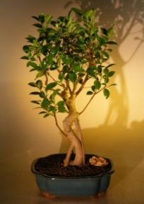 Ficus Bonsai Tree with Curved Trunk and Banyan Roots<br><i>(ficus benjamina)</i>