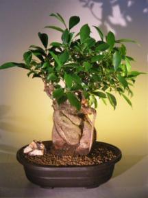 Ginseng Ficus Bonsai Tree - Banyan Style