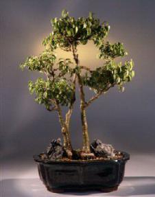 Ficus Too Little<br><i>(ficus benjamina 'too little')</i>