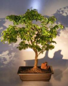 Flowering Texas Ebony Bonsai Tree<br><i>(pithecolobium flexicaule)</i>