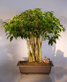 Ficus Bonsai Tree<br>Forest Group<br><i>(ficus benjamina)</i><br>