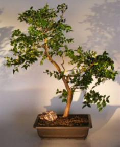 Jaboticaba Bonsai Tree<br><i>(eugenia cauliflora)</i>