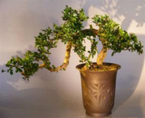 Flowering Fukien Tea Cascade Bonsai Tree<br><i>(carmona)</i>