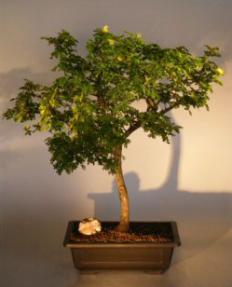 Flowering Texas Ebony Bonsai Tree<br><i>(pithecolobium flexicaule)</i>