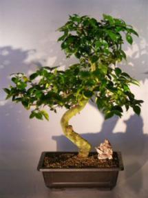 Surinam Cherry  Bonsai Tree<br><i>(eugenia uniflora)</i>