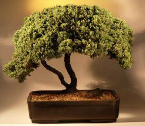 Juniper Bonsai Tree<br><i>(juniper procumbens 'nana')</i>