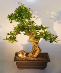 Flowering Fukien Tea Bonsai Tree