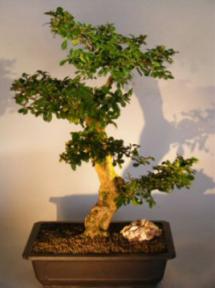 Flowering Fukien Tea Bonsai Tree