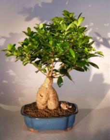 Ginseng Ficus Bonsai Tree<br><i>(ficus retusa)</i>