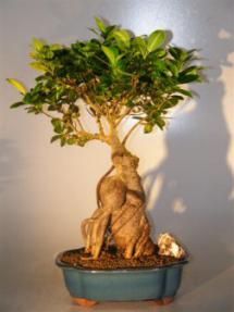 Ginseng Ficus Bonsai Tree<br><i>(ficus retusa)</i>