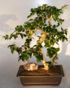 Flowering Surinam Cherry Bonsai Tree<br><i>(eugenia uniflora)</i>
