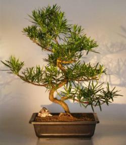 Podocarpus Bonsai Tree<br><i>(podocarpus macrophyllus)</i>