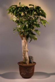 Coffee Bonsai Tree<br><i>(gymnocladus dioicus)</i>