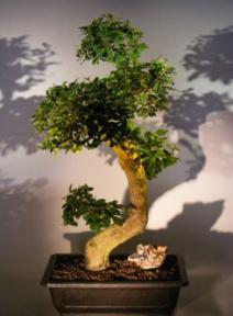 Flowering Fukien Tea Bonsai Tree