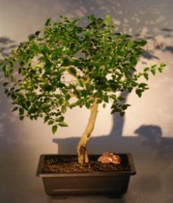 Flowering Ligustrum Bonsai Tree<br><i> (ligustrum lucidum)</i>