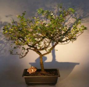 Flowering Lavender Star Flower Bonsai Tree<br><i>(Grewia Occidentalis)</i>