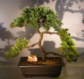 Juniper Bonsai Tree<br><i>(juniper procumbens 'nana')</i>