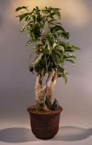 Coffee Bonsai Tree<br><i>(gymnocladus dioicus)</i>